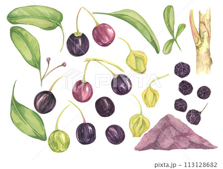 Set of maqui berry with leaves, blossoms, dry powder. Hand drawn watercolor illustration of Chilean wineberry plant isolated on white background. Aristotelia chilensis design elements for printing,pac 113128682