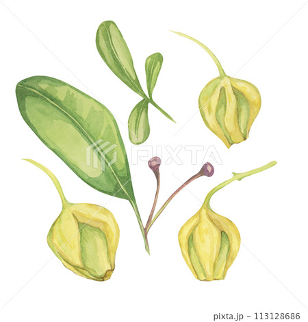 Set of maqui berry leaves and blossom buds. Hand drawn watercolor illustration of Chilean wineberry plant isolated on white background.  113128686