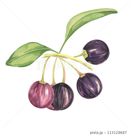 Branch of maqui berry with leaves. Hand drawn watercolor illustration of Chilean wineberry plant isolated on white background. Aristotelia chilensis design elements for printing, packaging Branch of maqui berry with leaves. Hand drawn watercolor illustration of Chilean wineberry plant isolated on white background. Aristotelia chilensis design elements for printing, packaging 113128687