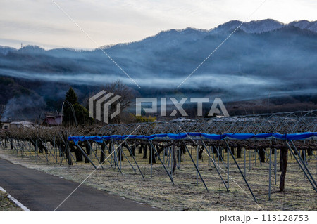春の夜明けの空と農道 113128753
