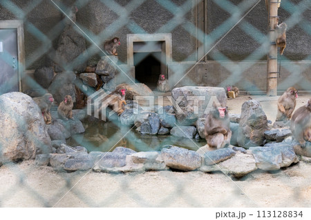 日本の鳥取県米子市の春の湊山公園の美しい風景 113128834