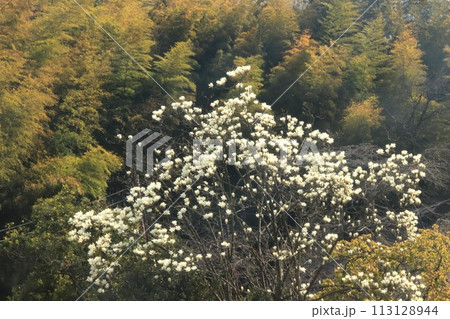 モクレン 113128944