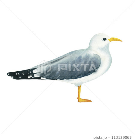 Grey seagull portrait on white background. Watercolor sea gull standing on his feet. Watercolor seagull wildlife bird isolated. Beach art on the theme of sea fishing. Hand painted illustration. Could 113129065