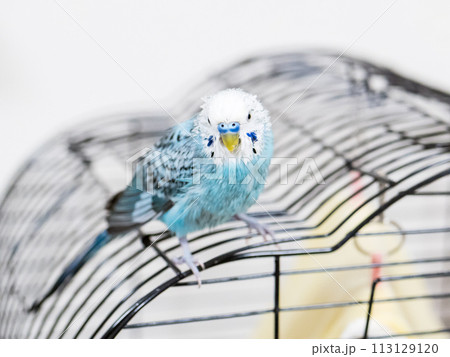 【ペット】水浴びをしてぼさぼさのセキセイインコ 113129120