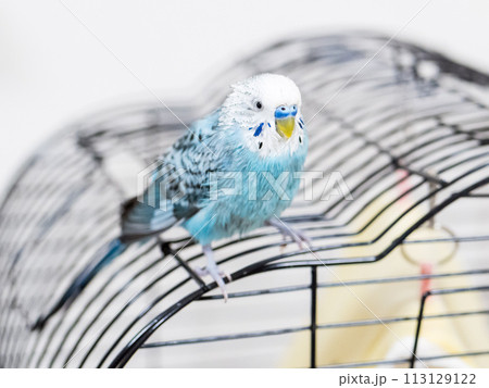 【ペット】水浴びをしてぼさぼさのセキセイインコ 【ペット】水浴びをしてぼさぼさのセキセイインコ 113129122