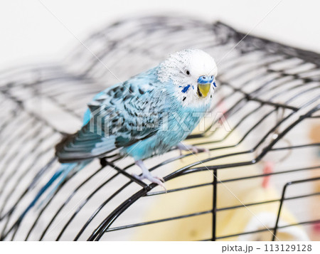【ペット】水浴びをしてぼさぼさのセキセイインコ 113129128