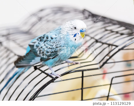 【ペット】水浴びをしてぼさぼさのセキセイインコ 113129129