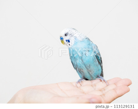 【ペット】水浴びをしてぼさぼさの手乗りセキセイインコ 113129131