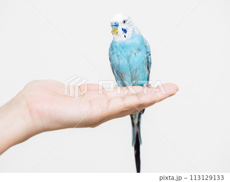 【ペット】水浴びをしてぼさぼさの手乗りセキセイインコ 113129133
