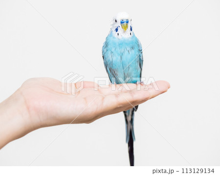 【ペット】水浴びをしてぼさぼさの手乗りセキセイインコ 113129134