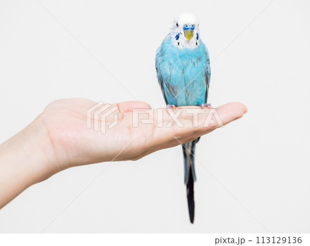 【ペット】水浴びをしてぼさぼさの手乗りセキセイインコ 113129136
