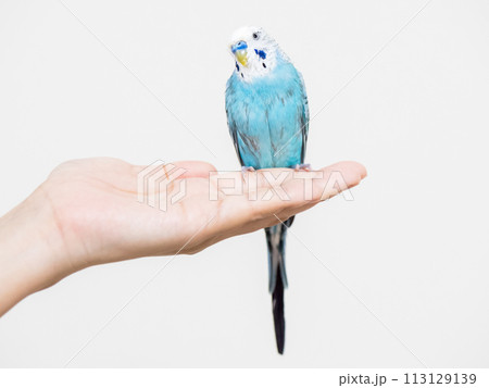 【ペット】水浴びをしてぼさぼさの手乗りセキセイインコ 113129139