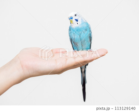 【ペット】水浴びをしてぼさぼさの手乗りセキセイインコ 113129140