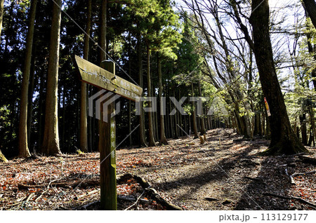 丹沢の辺室山　辺室山縦走コースの直登の山道 113129177