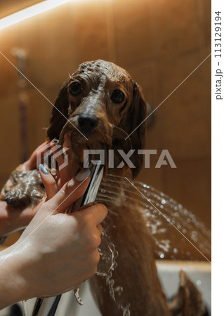 Washing a small dog in a grooming salon. Washing a small dog in a grooming salon. 113129194