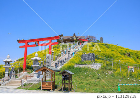 「青森県」菜の花咲く春の蕪島　八戸市 113129219