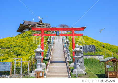 「青森県」菜の花咲く春の蕪島 八戸市 「青森県」菜の花咲く春の蕪島 八戸市 113129220