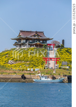 「青森県」菜の花咲く春の蕪島 八戸市 「青森県」菜の花咲く春の蕪島 八戸市 113129223