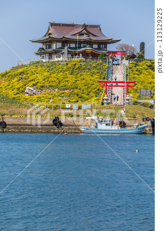 「青森県」菜の花咲く春の蕪島　八戸市 113129225