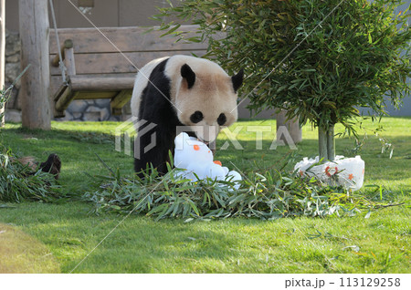 氷で遊ぶ永浜 113129258