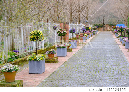 2024年　春のローザンベリー多和田 113129365