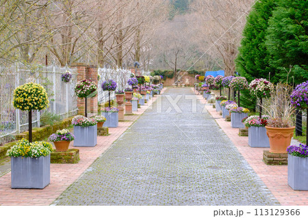 2024年　春のローザンベリー多和田 113129366