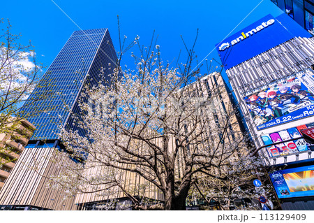 日本の東京都市景観 桜の季節到来…脱コロナ、青空に映える池袋駅東口にあるハレザ池袋などを望む 日本の東京都市景観 桜の季節到来…脱コロナ、青空に映える池袋駅東口にあるハレザ池袋などを望む 113129409