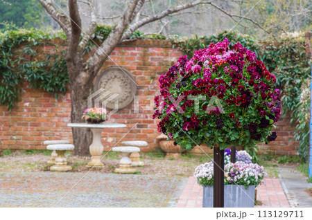 2024年　春のローザンベリー多和田 113129711