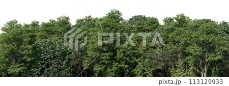 High-Quality 3D rendering of the Coniferous Forest Panorama Rendering High-Quality 3D rendering of the Coniferous Forest Panorama Rendering 113129933