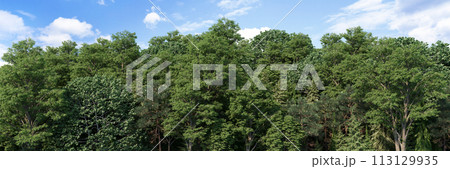 High-Quality 3D rendering of the Coniferous Forest Panorama Rendering High-Quality 3D rendering of the Coniferous Forest Panorama Rendering 113129935