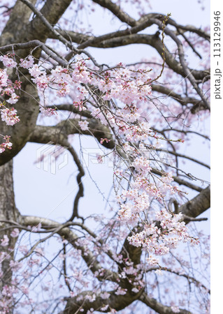 綺麗に咲いた江戸彼岸桜の花 エドヒガンザクラ 綺麗に咲いた江戸彼岸桜の花 エドヒガンザクラ 113129946