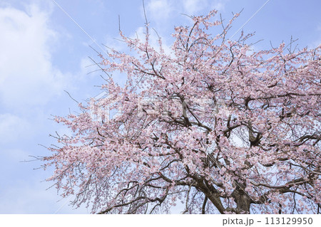 綺麗に咲いた江戸彼岸桜の花 エドヒガンザクラ 113129950