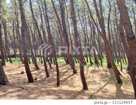 千本浜公園の黒松林 113129957