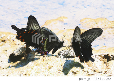 吸水中のカラスアゲハ・ミヤマカラスアゲハ・クロアゲハ 吸水中のカラスアゲハ・ミヤマカラスアゲハ・クロアゲハ 113129962