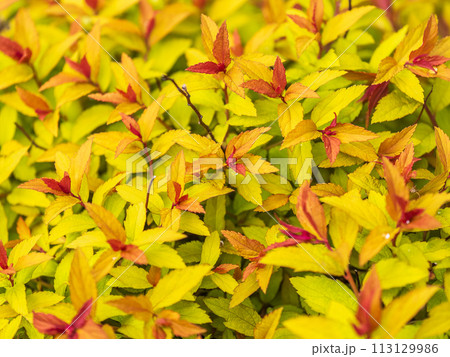 Branches of bushes with young dark red and orange leaves. 113129986