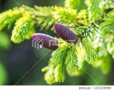 A young female cone of ordinary spruce, it is pink and its scales invitingly open in anticipation of pollen. Young cones of a Blue Spruce. 113129990