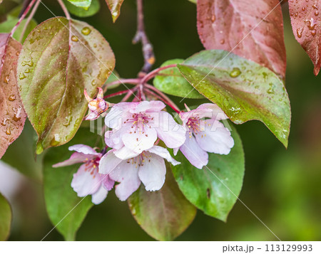 Fresh pink flowers of a blossoming apple tree with blured background Fresh pink flowers of a blossoming apple tree with blured background 113129993
