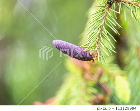 A young female cone of ordinary spruce, it is pink and its scales invitingly open in anticipation of pollen. Young cones of a Blue Spruce. 113129994