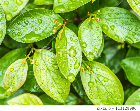 Green leaves with water drops after rain 113129996