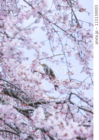 江戸彼岸桜にとまる鵯 エドヒガンザクラ ヒヨドリ 113130003