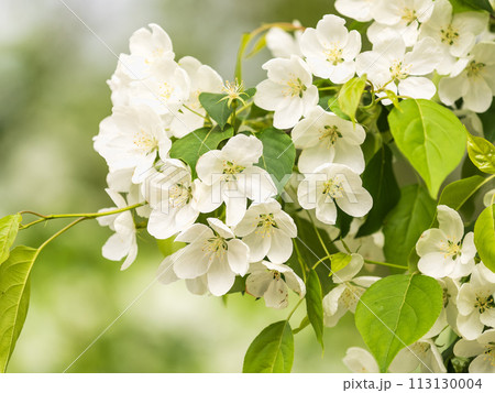White blossoming apple trees in the sunset light. Spring season, spring colors. White blossoming apple trees in the sunset light. Spring season, spring colors. 113130004