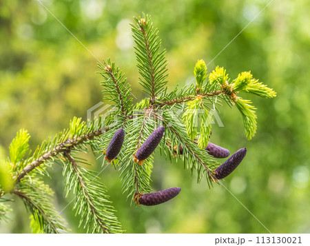 A young female cone of ordinary spruce, it is pink and its scales invitingly open in anticipation of pollen. Young cones of a Blue Spruce. 113130021