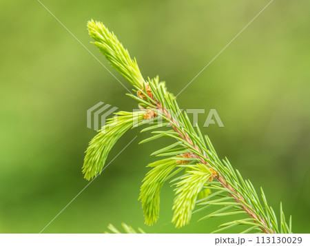 Closeup of fir branches with young buds. Spring nature concept. Fir branches with fresh shoots 113130029