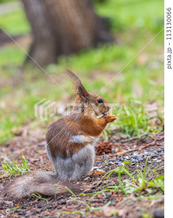 Squirrel eats a nut while sitting in green grass. Eurasian red squirrel, Sciurus vulgaris Squirrel eats a nut while sitting in green grass. Eurasian red squirrel, Sciurus vulgaris 113130066