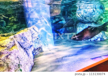 水族館の水槽の中にいるウミガメ 水族館の水槽の中にいるウミガメ 113130074