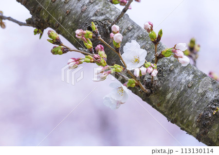 咲き始めの桜の花 ソメイヨシノ 113130114