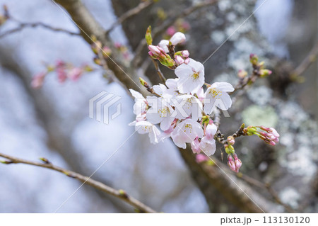 咲き始めの桜の花 ソメイヨシノ 咲き始めの桜の花 ソメイヨシノ 113130120