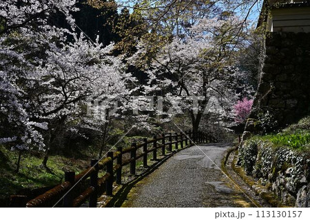 桜咲く春の文保寺 桜咲く春の文保寺 113130157