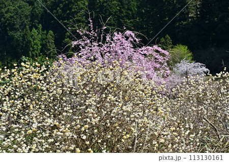 桜咲く春の文保寺 113130161