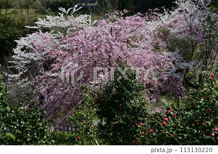 桜咲く春の文保寺 桜咲く春の文保寺 113130220